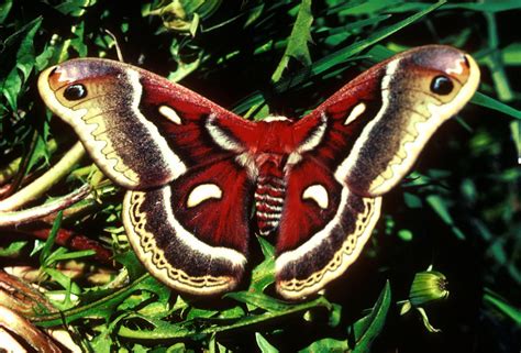 File:Cecropia moth with wings expanded.jpg