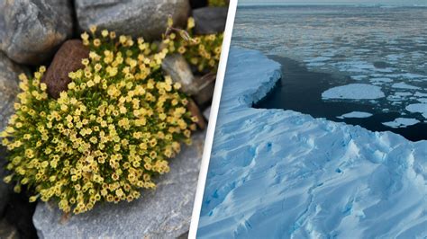 Yes, flowers are growing in Antarctica. Here's why that sucks. – Australian Research & Space ...