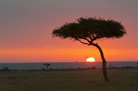 Masai Mara sunrise Kenya stock photo. Image of wild, herd - 39302062