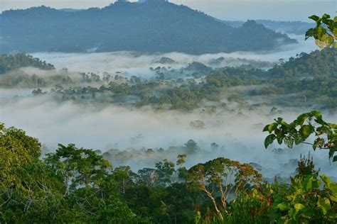 In search of orangutans in a 130-million-year-old Borneo rainforest - The Peak Magazine