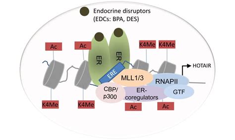 DES Exposure Mechanism leading to Breast Cancer