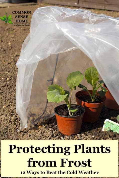 Protecting Plants from Frost - 12 Ways to Beat the Cold Weather