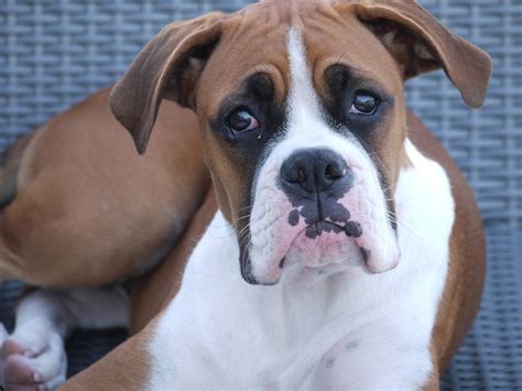 Boxer Puppy | Boxer owners, Boxer puppy, Boxer bulldog