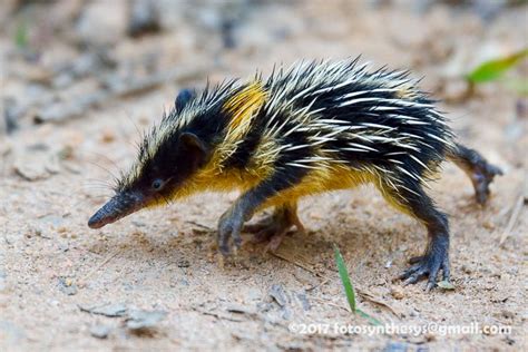 Lowland Streaked Tenrec (Hemicentetes semispinosus) DSC_3340 | Rare ...