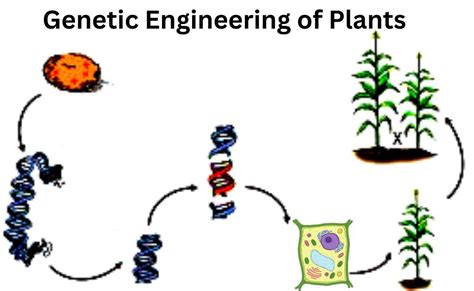 Genetic Engineering of Plants-Applications And Advantages