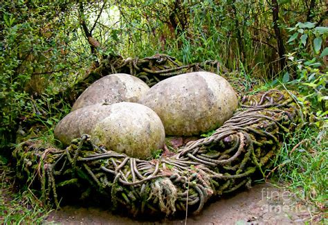 South Landing - Giant Nest Photograph by David Hollingworth