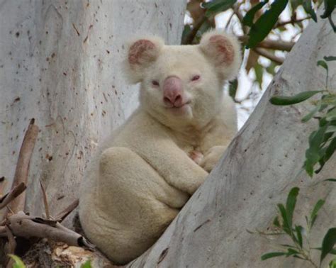 ournewadventure: “ Rare albino koala ” | Koala, Animals, Animals beautiful