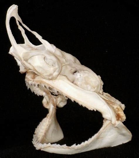 Crâne de Requin Hâ / Tope Shark Skull (Galeorhinus galeus)… | Flickr