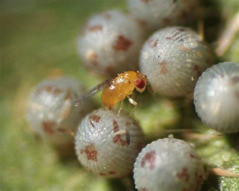 Trichogramma Wasps - The Daily Garden