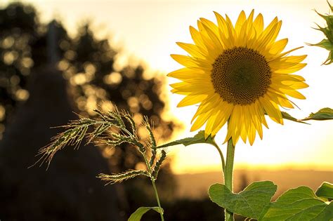 向日葵 花 植物 - Pixabay上的免费照片 - Pixabay