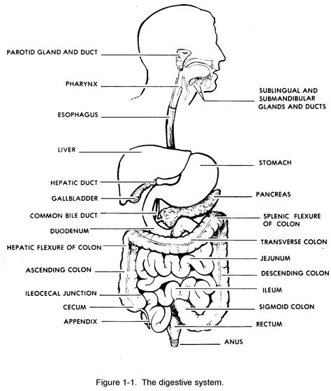 Images 06. Digestive System | Basic Human Anatomy