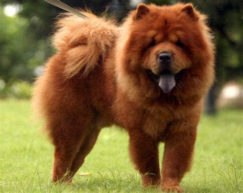 Chow Chow Dogs Breed The Lion Dog From China - ADogBreeds.com | Chow ...