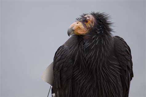 Saturday Links: An Endangered California Condor Arrives At The Oakland Zoo