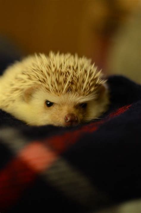 Angry hedgehog. Soooooo cute :) | Puppies | Pinterest