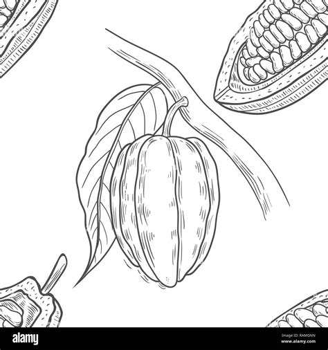 Cacao tree botanical drawing hi-res stock photography and images - Alamy