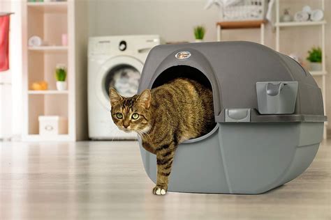 The 7 Best Cat Litter Boxes For Odor Control In 2022