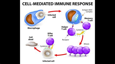 Cell Mediated Response