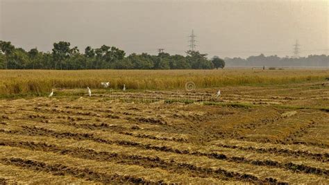 Agriculture and Agricultural Land in India Stock Photo - Image of crops ...