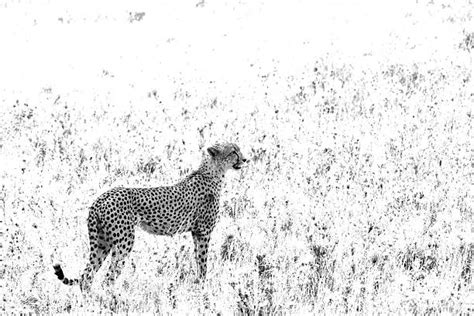 20+ Cheetah Running Black And White Stock Photos, Pictures & Royalty-Free Images - iStock