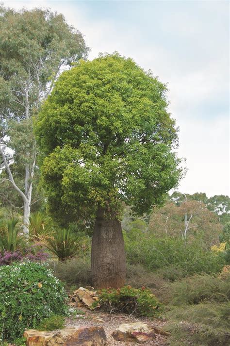 Best Australian Native Feature Plants | Australian House and Garden