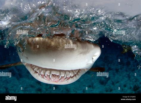 Lemon shark teeth hi-res stock photography and images - Alamy