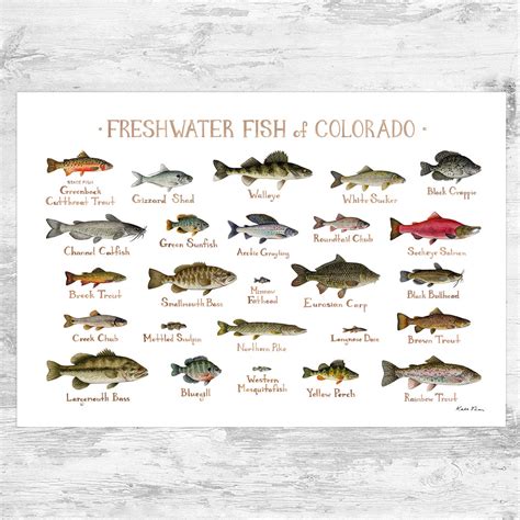 Colorado Fish Identification Chart | ubicaciondepersonas.cdmx.gob.mx