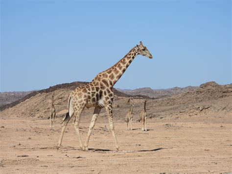 Southern giraffe: Giraffa giraffa - Giraffe Conservation Foundation