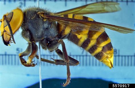 Asian Giant Hornets – A Concern for New York? | New York State IPM Program