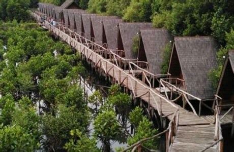 Mangrove Forest Tourism in Indonesia Could Be Your Vacation Destination