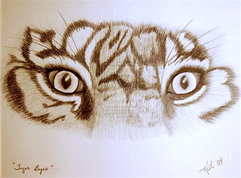 Tiger Eyes Drawing by Art Hill Studios