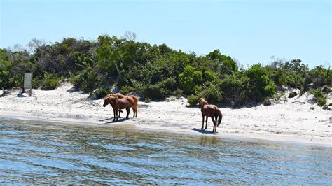 Assateague National Seashore Assateague Island National Seashore, Wild Horses, Beach Life ...