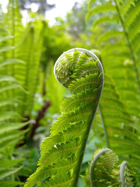 Fiddlehead Fern | edible northwest native vegetable plant for sale | Native Foods Nursery