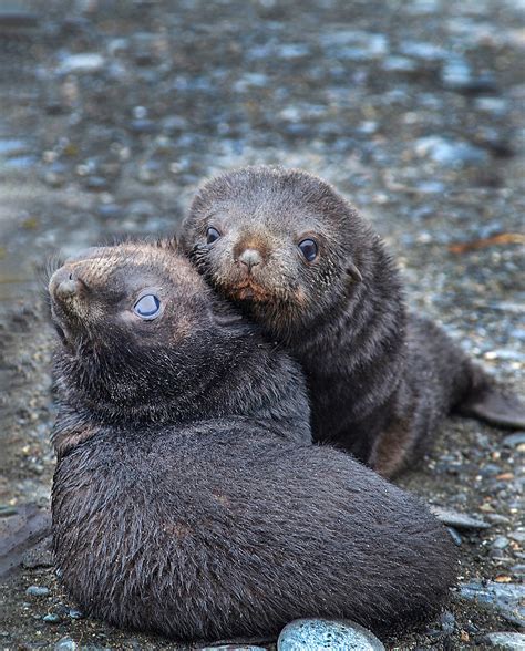 Seal pups - Jim Zuckerman photography & photo tours