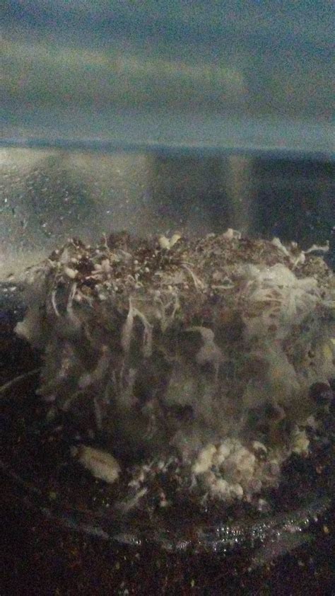 First time grow (cubensis) should I start fruiting? *DELETED ...