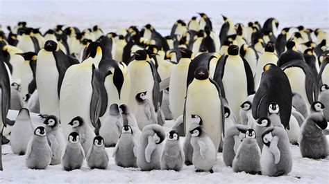 Emperor Penguin Habitat