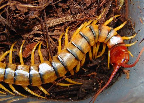 Centipede Bite - Aloha Pest Solutions - Kauai - Maui - Kona Hawaii