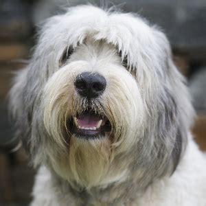 Polish Lowland Sheepdog Facts - Wisdom Panel™ Dog Breeds