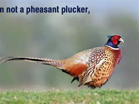 Im not a Pheasant Plucker - Tongue Twister - video Dailymotion