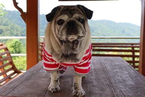 Cute Old Pug, Funny Face, Smiling Happy, Sitting on a Wooden Table ...