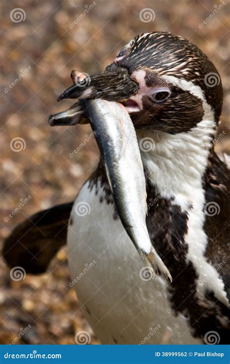 Penguin eating a fish stock photo. Image of close, background - 38999562