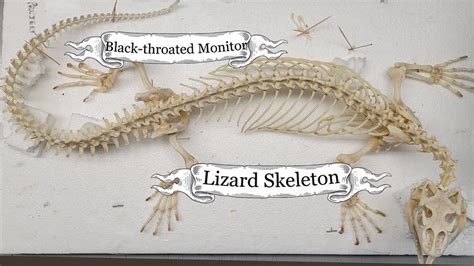 Spotlight on: Black- throated Monitor Lizard Skeleton - YouTube