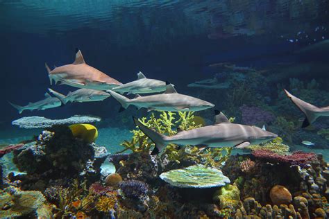 National Aquarium’s Blacktip Reef Thrives in Its First Six Months