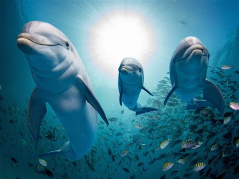 Swim with dolphins (virtually) in this very cool VR experience