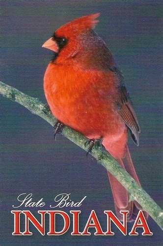 Indiana State Bird | 3 available | SC_postcard_trader | Flickr