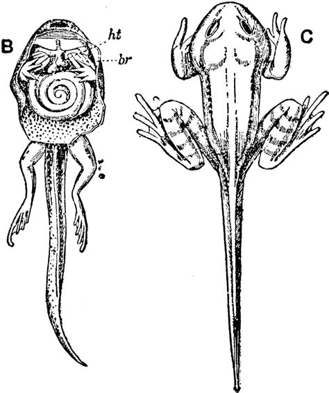 Inside and Outside View of Tadpole During Metamorphosis | ClipArt ETC