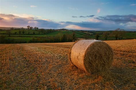 Brown Hay on Grass Field · Free Stock Photo