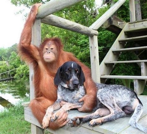 ;) BFF! | Unusual animal friendships, Animals friendship, Unlikely animal friends