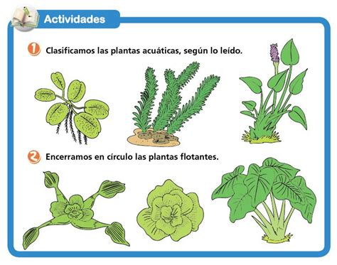 Plantas acuáticas - Escolar - ABC Color