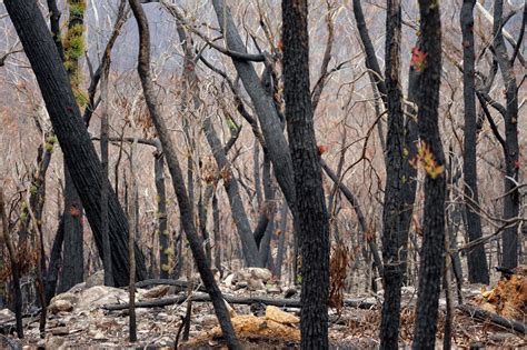 Australia's Fire-Ravaged Forests Are Recovering. Ecologists Hope It ...