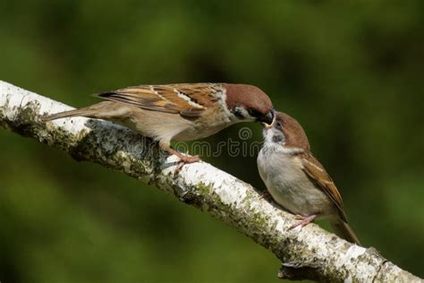 Passer Montanus Tree Sparrow Stock Photo - Image of small, sparrow: 80761826